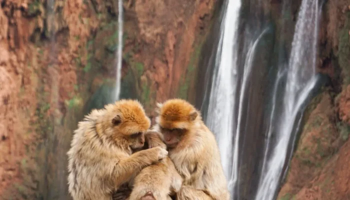 Essaouira day trip from marrakech