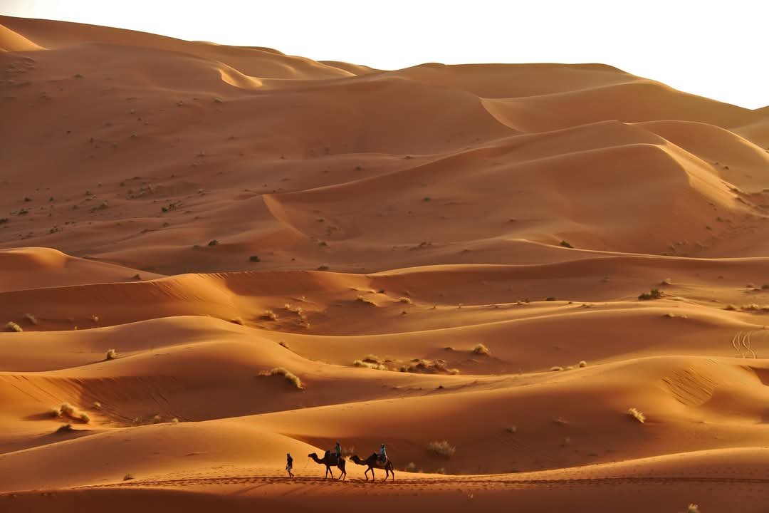 Camel trek ride across the Erg Chebbi dunes