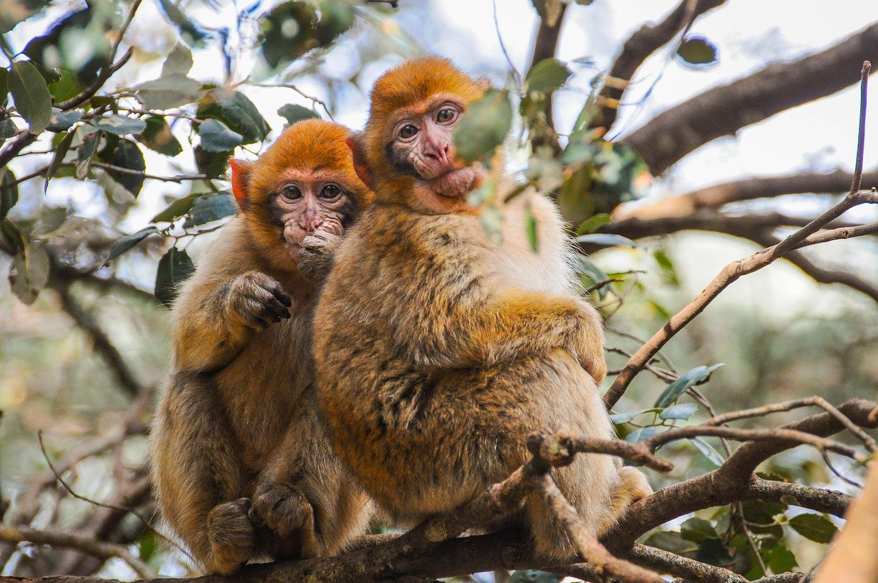 Monkeys in the Cedar Forest of Azrou, Morocco