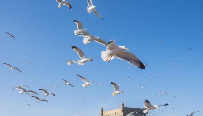 meteo_essaouira